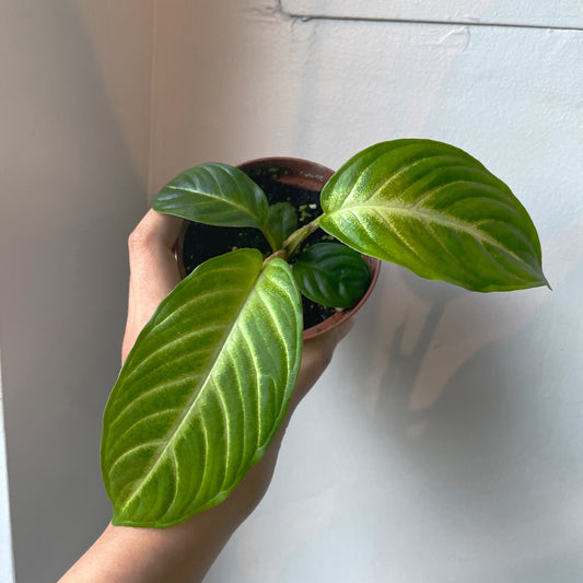 3.5" Caladium lindenii 'Magnificum'