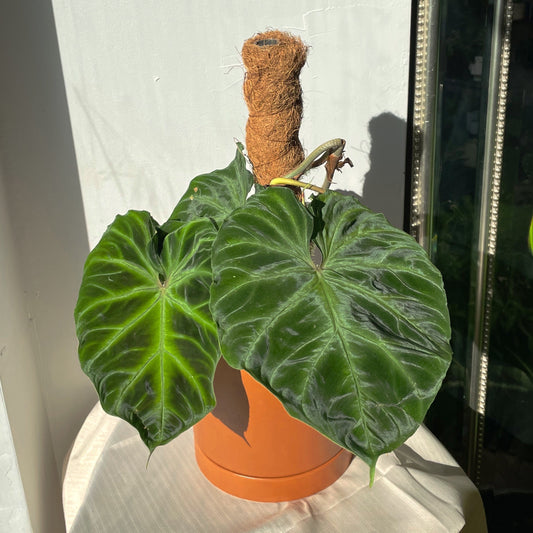 6" Philodendron Verrucosum