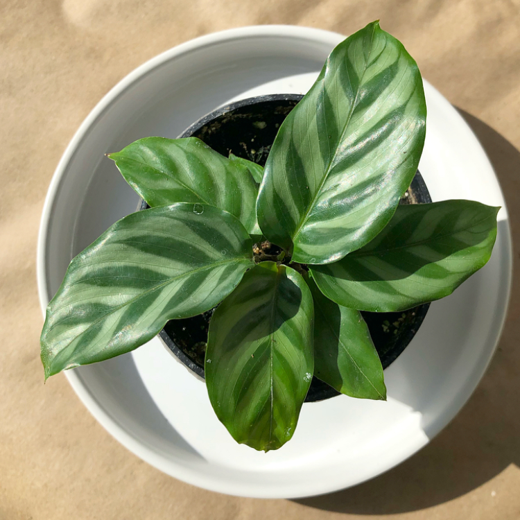 An array of gorgeous calatheas and ctenanthes. Part of the Marantaceae (prayer plant) family, these plants have striking leaves, often with bold patterns and maroon undersides.  Ctenanthe burle-marxii Calathea roseopicta 'Dottie' Calathea roseopicta 'Green Goddess' Calathea rufibarba Calathea concinna 'Freddie'