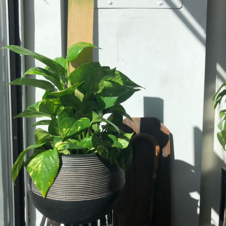 6" Golden Pothos Totem