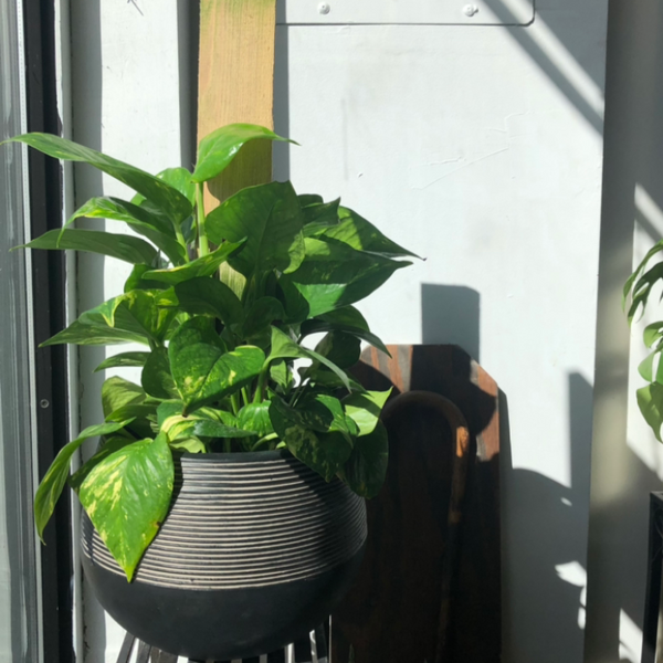 pothos golden totem 6" Golden Pothos Totem – In Bloom Flower Shop