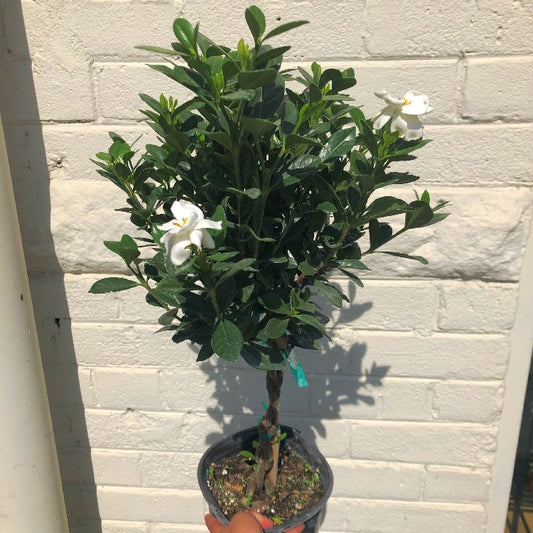 6" Gardenia Tree