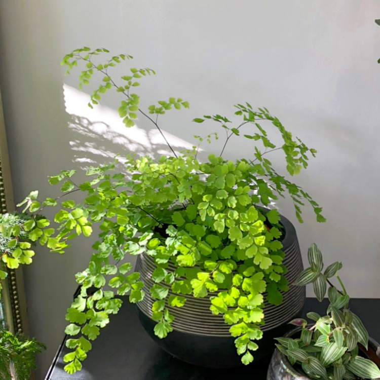 6" Maidenhair Fern