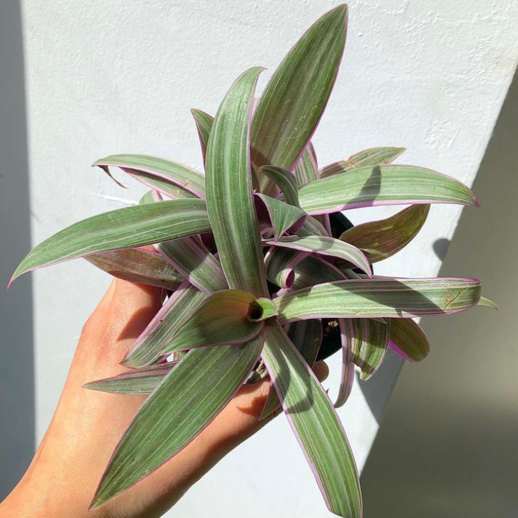 3.5" Tradescantia Spathacea 'Tricolour'