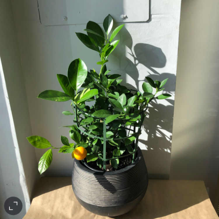 Calamansi Plant - 1 gallon pot