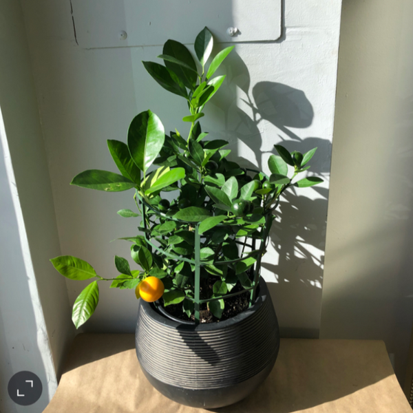 Calamansi Plant