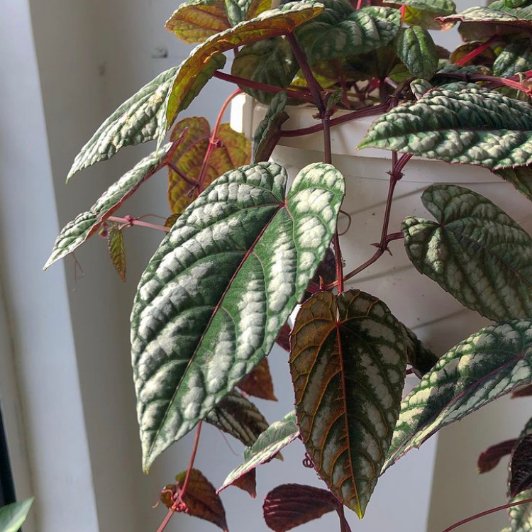 Cissus discolor hanging basket. Rex begonia vine.