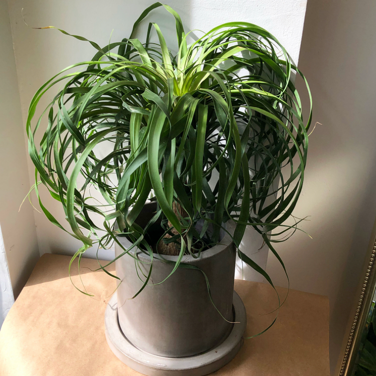 6" Ponytail Palm