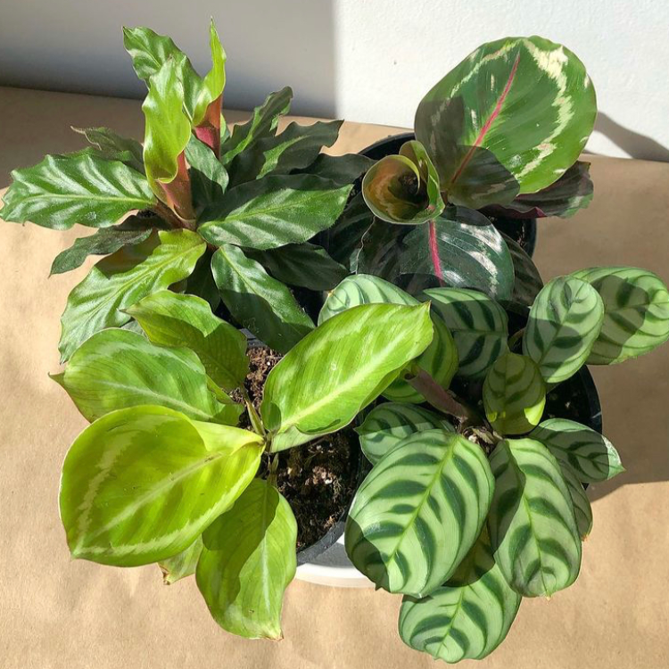 An array of gorgeous calatheas and ctenanthes. Part of the Marantaceae (prayer plant) family, these plants have striking leaves, often with bold patterns and maroon undersides.  Ctenanthe burle-marxii Calathea roseopicta 'Dottie' Calathea roseopicta 'Green Goddess' Calathea rufibarba Calathea concinna 'Freddie'